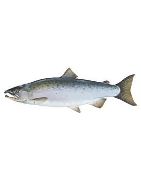 Atlantinės lašišos, skrostos 5-6 kg, atšaldytos