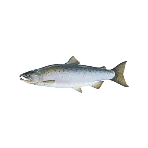 Atlantinės lašišos, skrostos 5-6 kg, atšaldytos