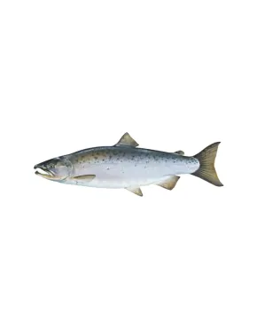 Atlantinės lašišos 1-2 kg, išskrostos, šaldytos