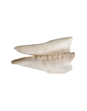 Paprastųjų sterkų filė su oda 800g+, 20% gl., 10 kg, šaldyta