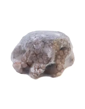 Aštuonkojai 1.5-2 kg, nevirti, "Flower-shaped", glazūruoti, šaldyti