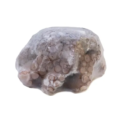 Aštuonkojai 1.5-2 kg, nevirti, "Flower-shaped", glazūruoti, šaldyti